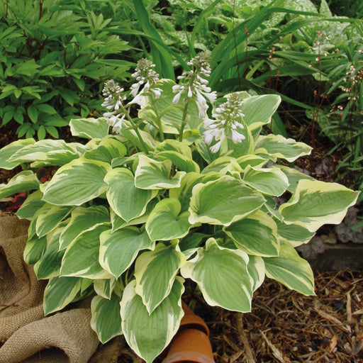 Hosta, Tambourine Hosta