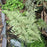 Fern, Ghost Fern