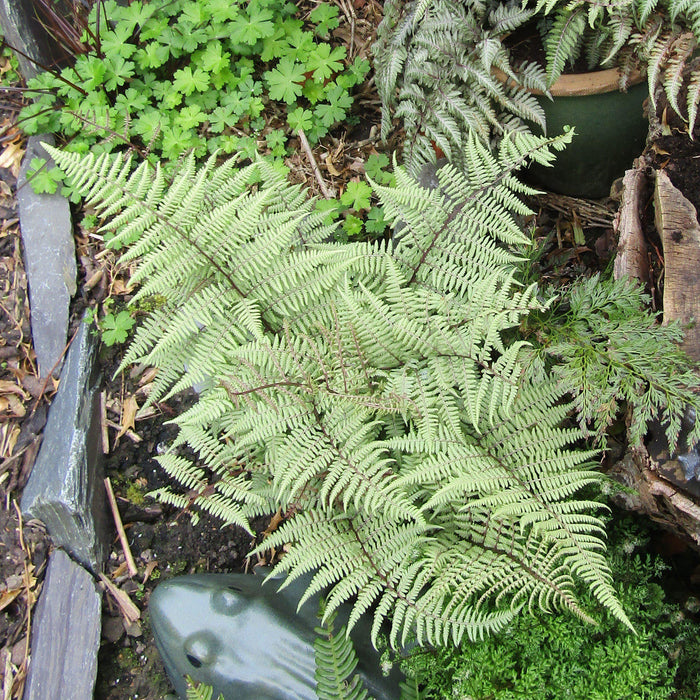 Fern, Ghost Fern