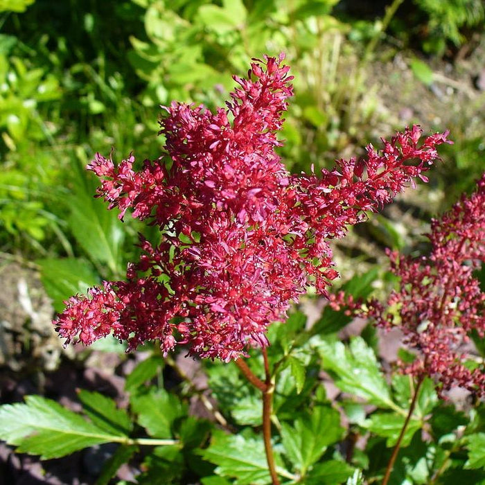 Astilbe, Fanal Astilbe