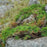 Cypress, Siberian Cypress, Russian Arborvitae