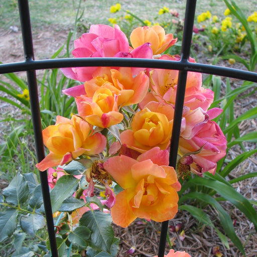 Rose, Joseph's Coat Climbing Rose