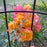Rose, Joseph's Coat Climbing Rose
