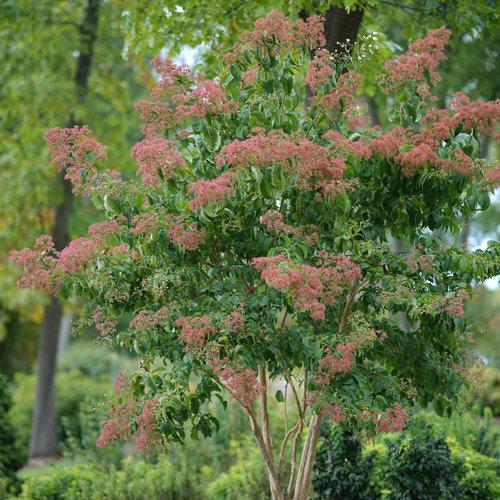 Seven-Son Flower, Temple of Bloom
