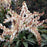 Andromeda, Mountain Fire Pieris