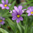 Grass, Lucerne Blue-Eyed Grass