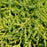Juniper, Gold Star Juniper