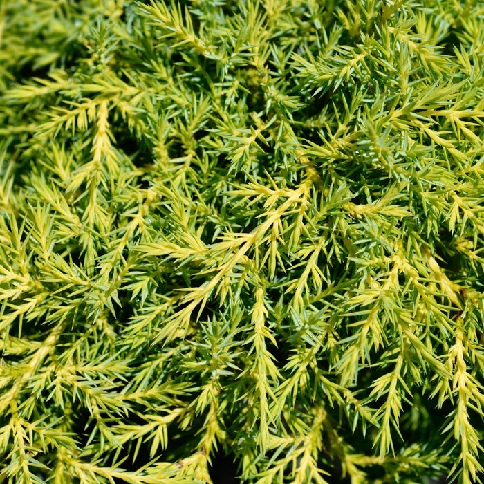 Juniper, Gold Star Juniper