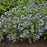 Lungwort, Twinkle Toes Lungwort
