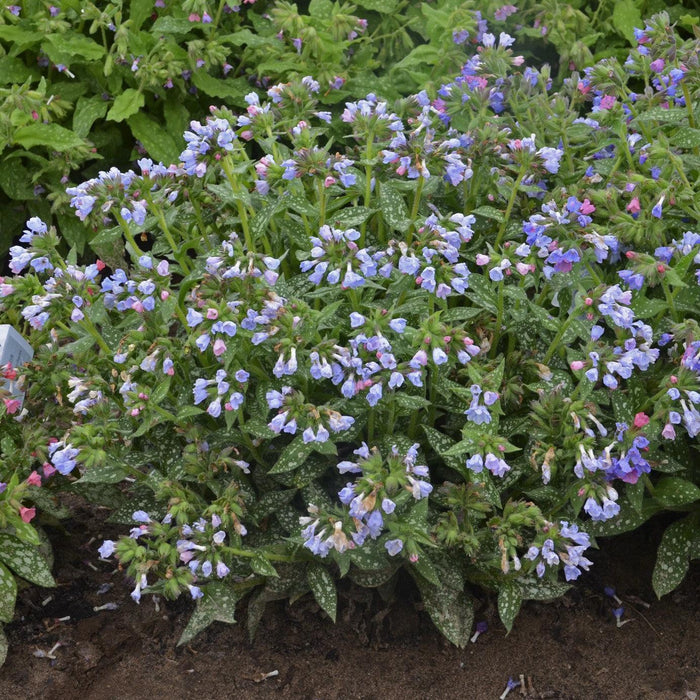Lungwort, Twinkle Toes Lungwort
