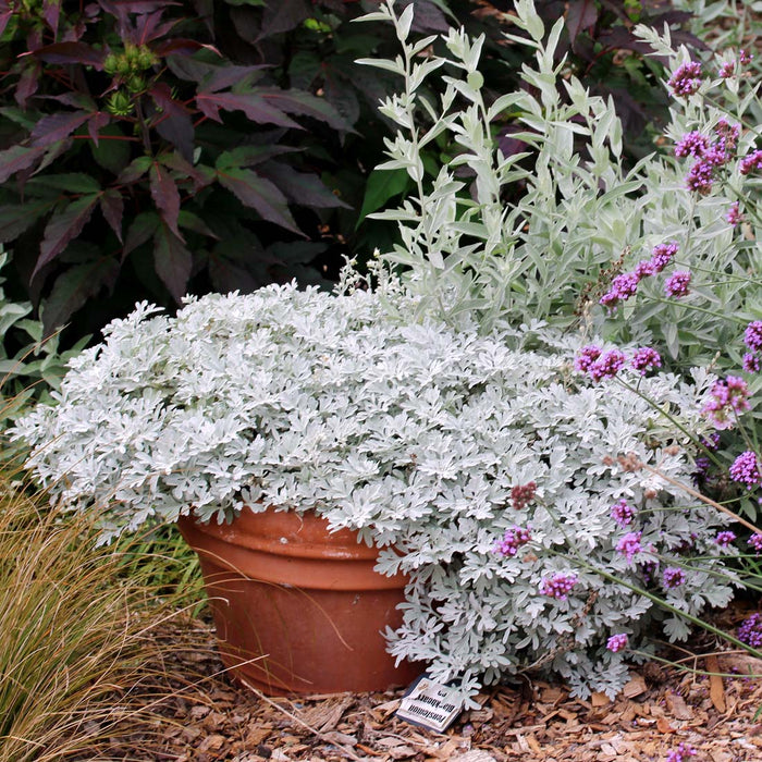 Artemisia, Silver Brocade Artemesia