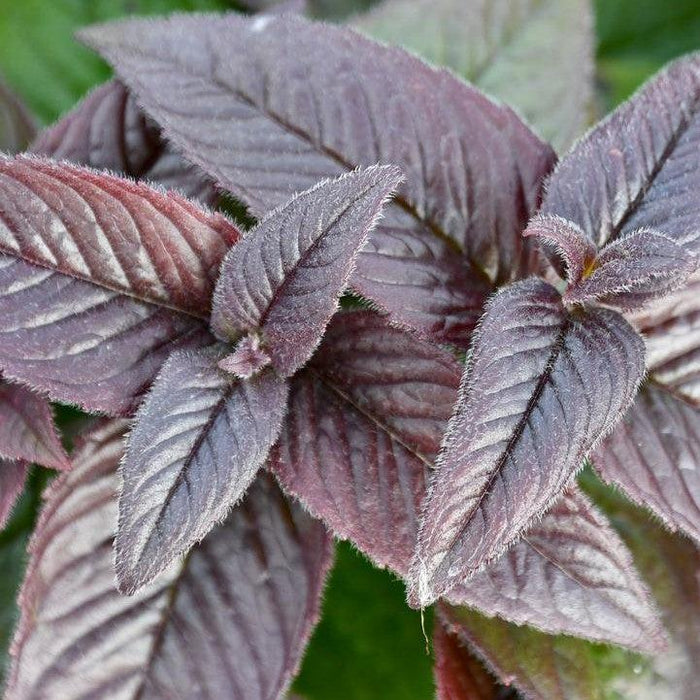 Bee Balm, Midnight Oil Bee Balm