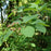 Serviceberry, Shadblow Serviceberry