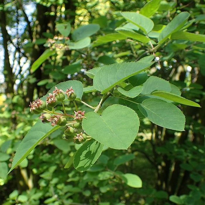 Serviceberry, Shadblow Serviceberry