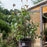 Buttonbush, First Editions® Fiber Optics