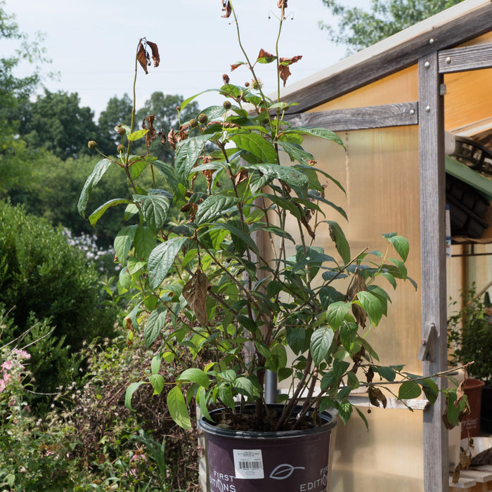Buttonbush, First Editions® Fiber Optics