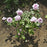 ROSA `BLUE GIRL` 3G