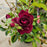 Rose, Burgundy Iceberg Rose