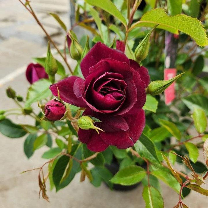 Rose, Burgundy Iceberg Rose