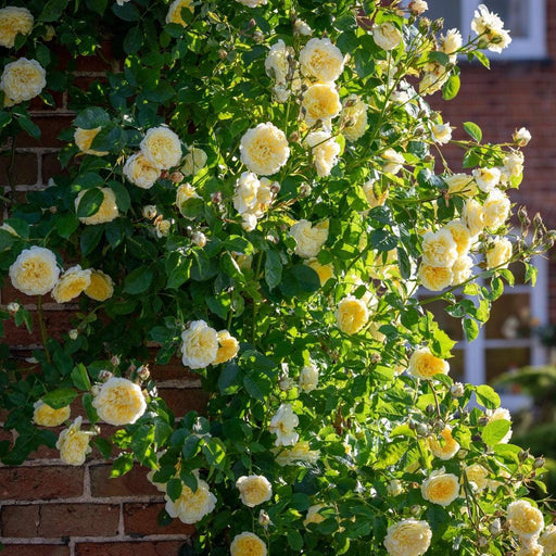 Rose, The Pilgrim® Rose