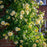 Rose, The Pilgrim® Rose