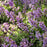 Catmint, Cat's Meow Catmint