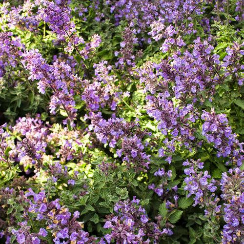 Catmint, Cat's Meow Catmint