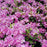 Rhododendron, Olga Mezitt Rhododendron