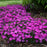Dianthus, Paint the Town Fuchsia Dianthus