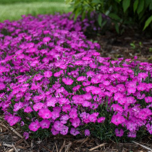 Dianthus, Paint the Town Fuchsia Dianthus