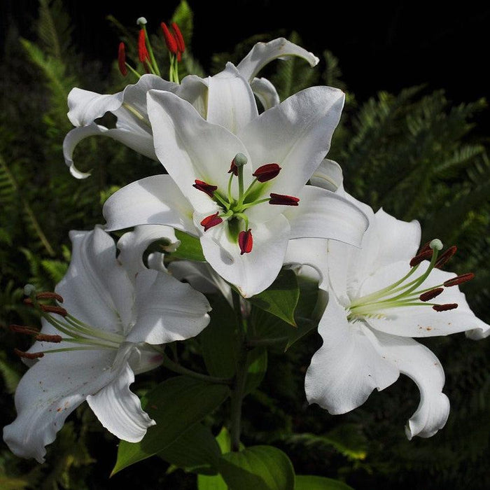 Lily, Casa Blanca Oriental Lily