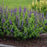 Baptisia, PW® Decadence® Sparkling Sapphires False Indigo