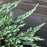 Juniper, Icee Blue® Juniper