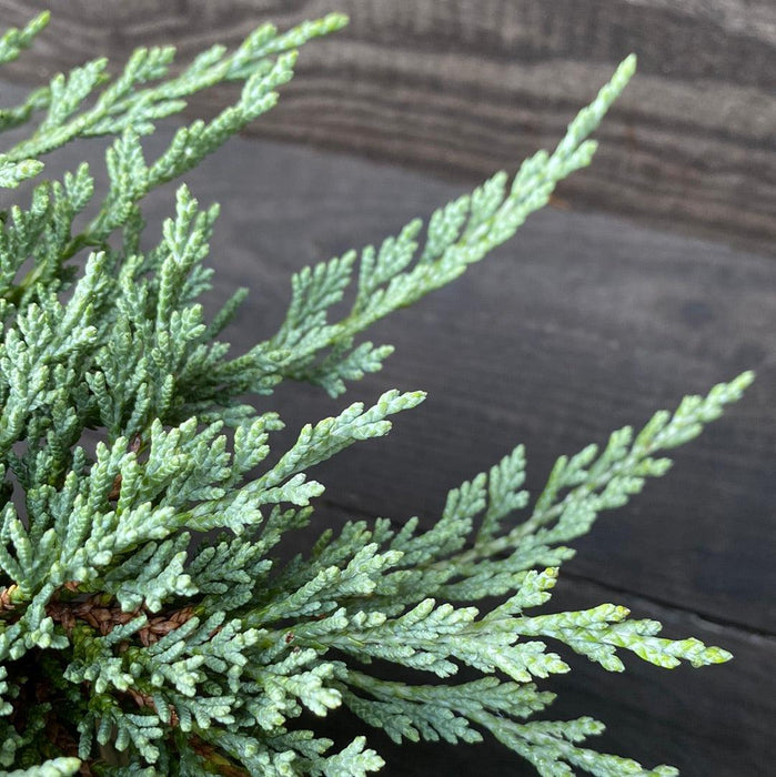 Juniper, Icee Blue® Juniper