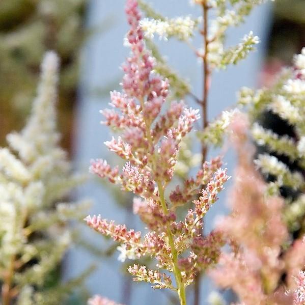 Astilbe, Rheinland Japanese Astilbe
