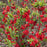 Flowering Quince, PW® Double Take™ Scarlet Flowering Quince