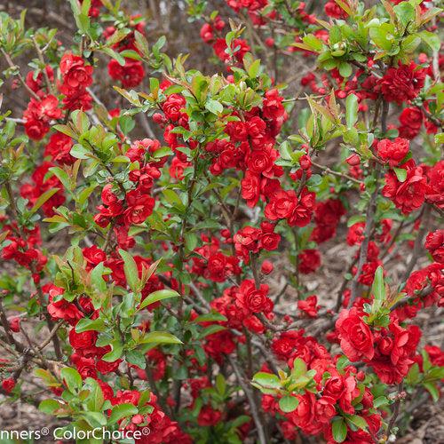 Flowering Quince, PW® Double Take™ Scarlet Flowering Quince