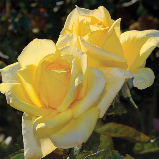 Rose, Oregold Hybrid Tea Rose