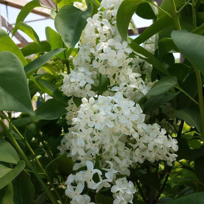 Lilac, Primrose Lilac