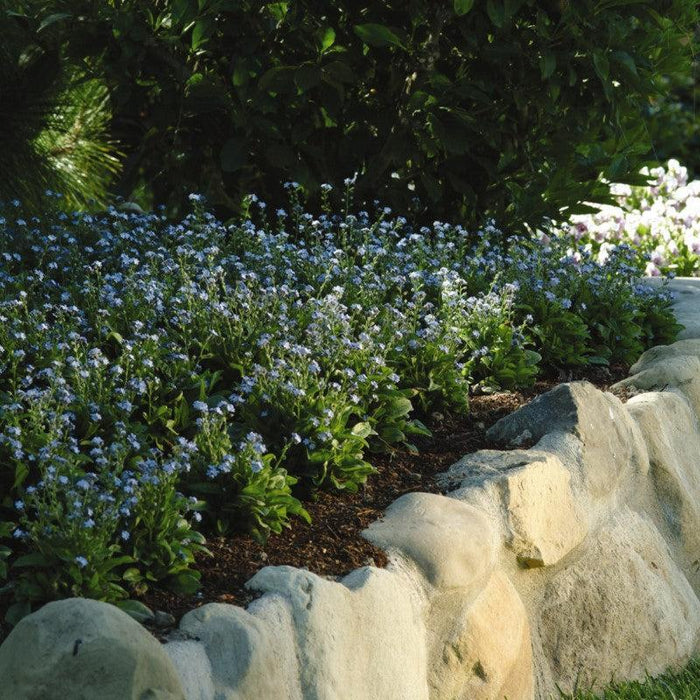 Myosotis sylvatica 'Mon Amie Blue'  - Mon Amie Blue Forget-Me-Not