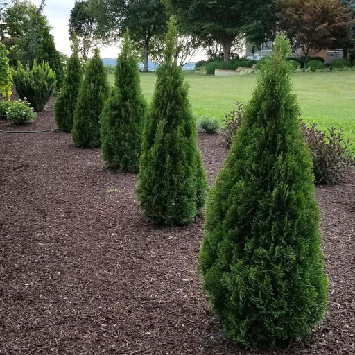 Arborvitae, Emerald Squeeze™ Arborvitae