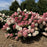 Hydrangea, First Editions® Spring Sizzle® Hydrangea