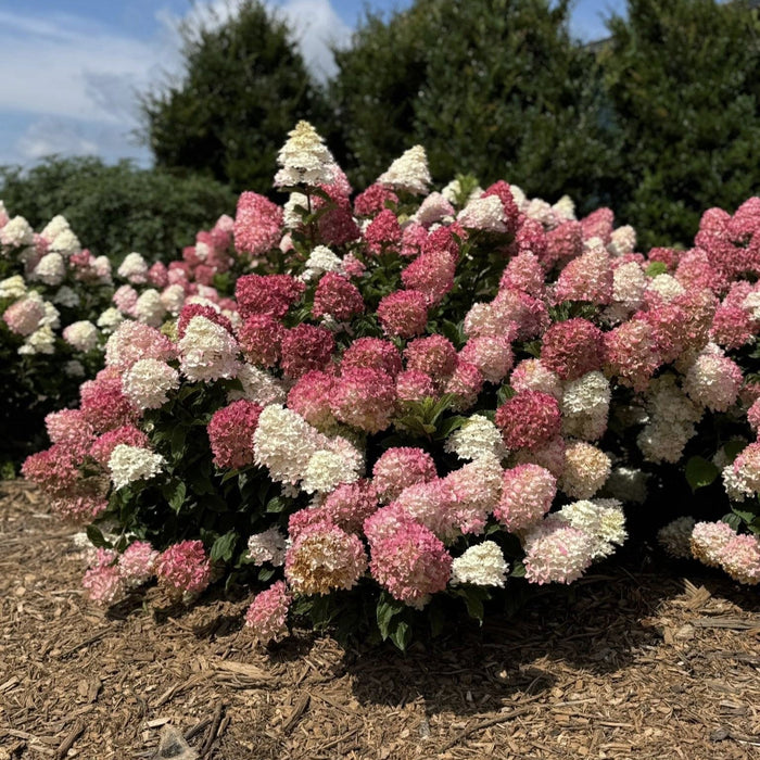 Hydrangea, First Editions® Spring Sizzle® Hydrangea