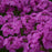 Phlox, Opening Act Ultrapink Phlox