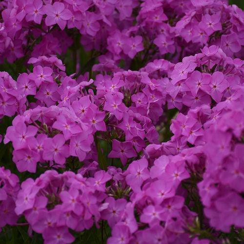 Phlox, Opening Act Ultrapink Phlox