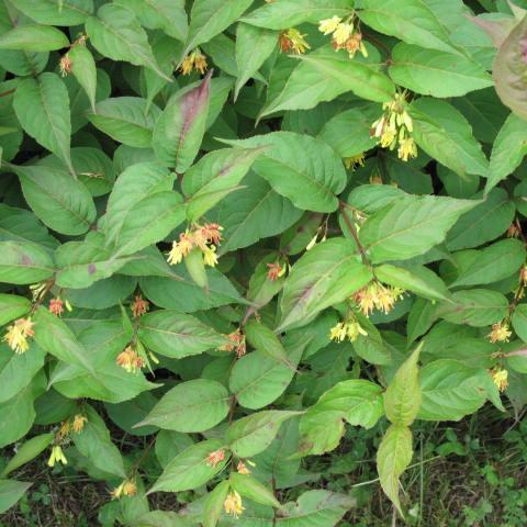 Honeysuckle, Low Bush Honeysuckle
