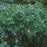 Myrica gale  - Sweetgale