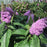 Butterfly Bush, Pugster® Amethyst Butterfly Bush