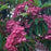 Mountain Laurel, Red Bandit Mountain Laurel