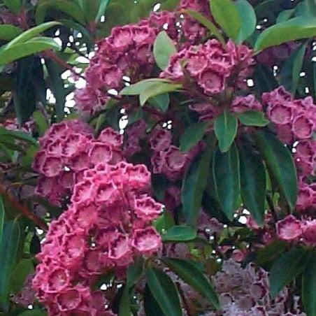 Mountain Laurel, Red Bandit Mountain Laurel